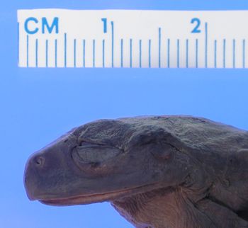 Media type: image; Herpetology A-30664